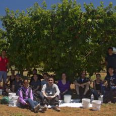 group rests in shade while cherry picking.